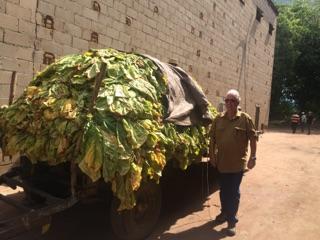 Jay King with Tobacco Harvest