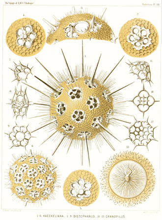 Radiolarian Illustration - Ernest Haeckel