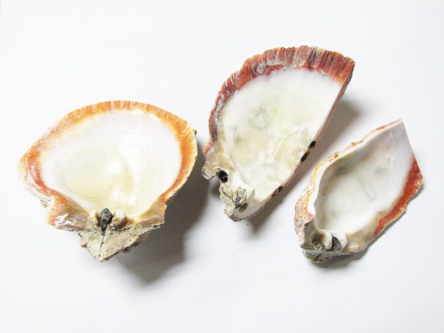 Spiny Oyster Natural Shell