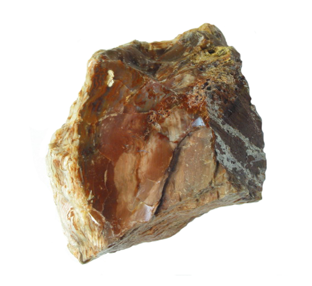 Devil's Gate Petrified Wood - Juniper