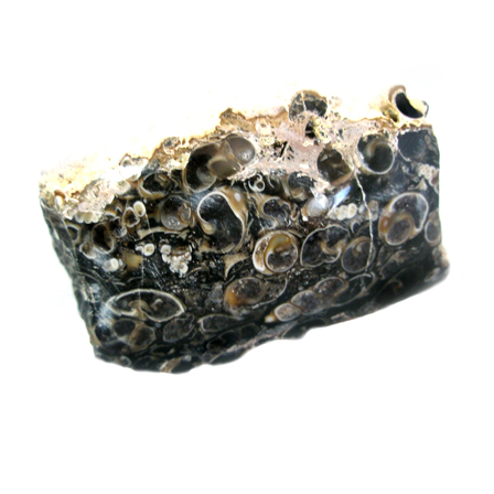 Turritella Agate Polished