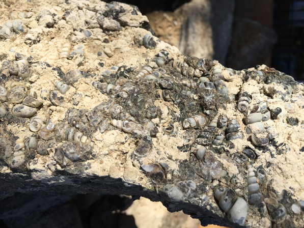 Turritella Agate Rough