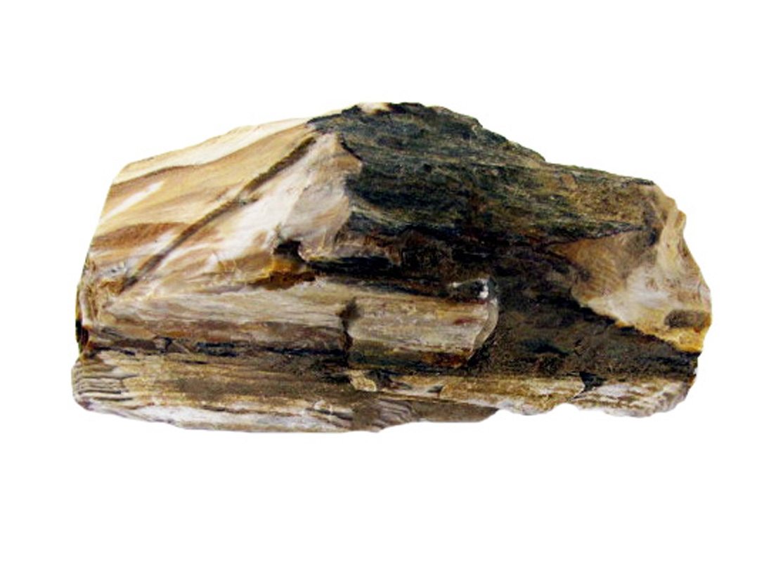 Queensland Petrified Wood